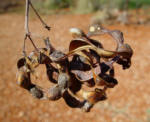 Acacia inaequilatera (Baderi) — photo