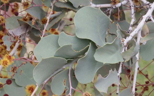 Acacia inaequilatera (Baderi) — photo