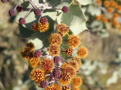 Acacia inaequilatera