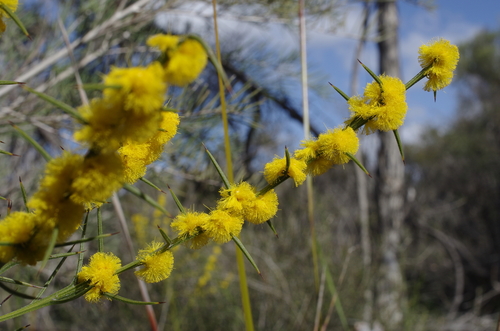 Acacia incurva — photo