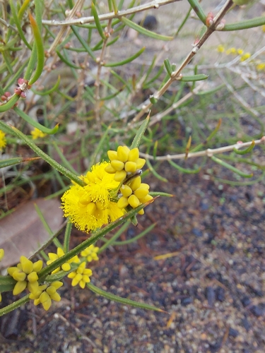 Acacia incurva — photo