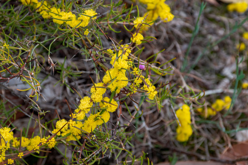 Acacia incurva