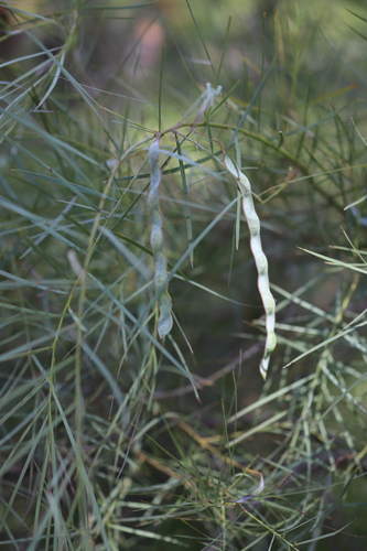 Acacia iteaphylla (Flinder's Range Wattle) — photo