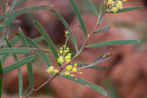 Acacia iteaphylla (Flinder's Range Wattle) — photo