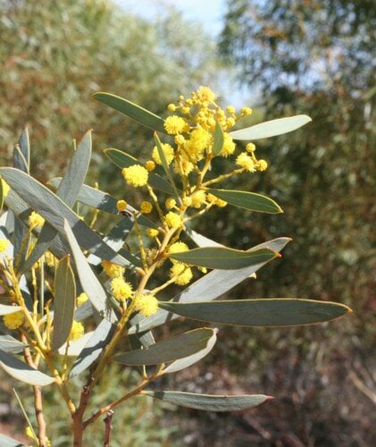 Acacia jennerae (Witchety bush) — photo