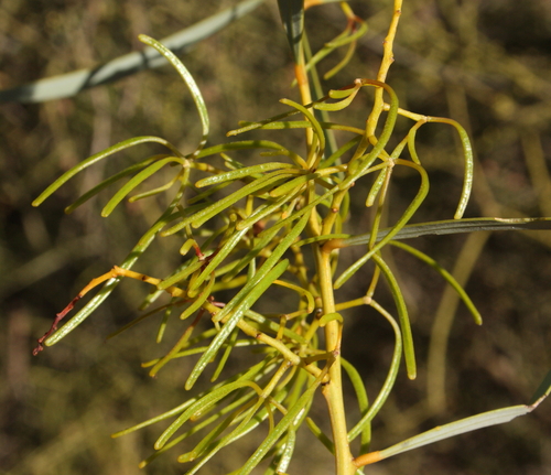 Acacia jennerae (Witchety bush) — photo