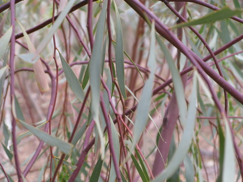 Acacia jennerae
