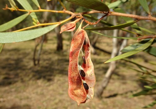 Acacia kempeana (Witchetty bush) — photo