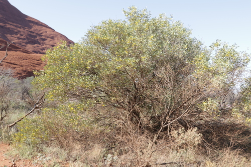 Acacia kempeana (Witchetty bush) — photo