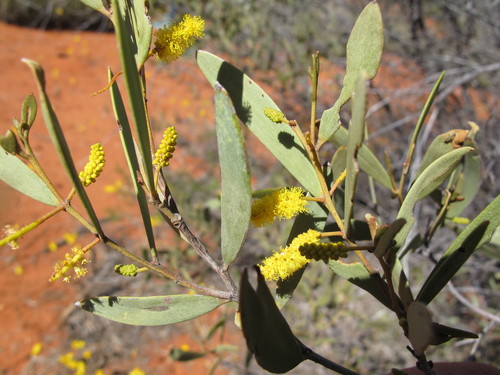 Acacia kempeana