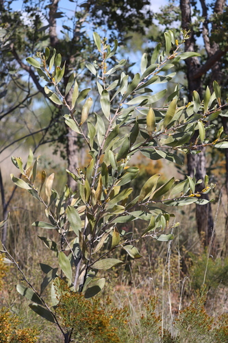Acacia laccata — photo
