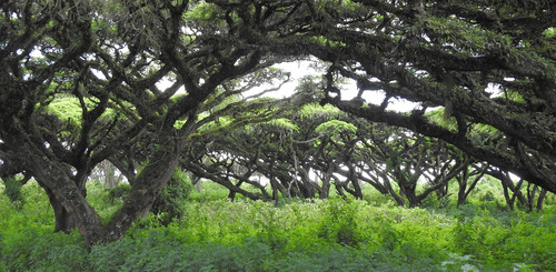 Acacia lahai (Red thorn) — photo