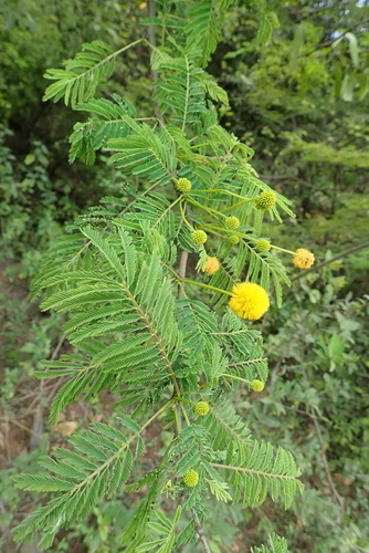 Acacia lahai (Red thorn) — photo