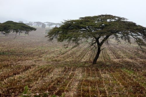 Acacia lahai