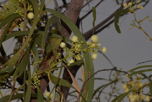Acacia latescens (Ball wattle) — photo