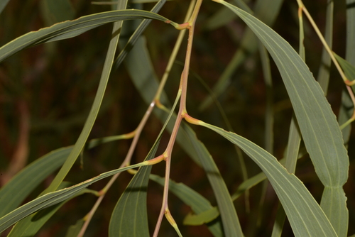 Acacia latescens (Ball wattle) — photo
