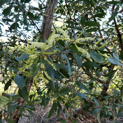 Acacia leiocalyx (Early-flowering black wattle) — photo