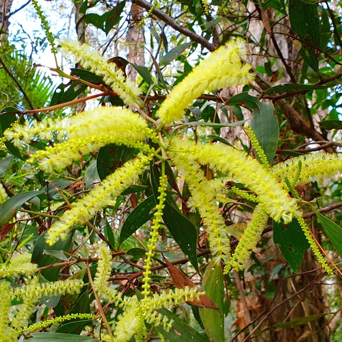Acacia leiocalyx (Early-flowering black wattle) — photo