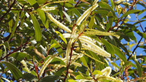 Acacia leiocalyx