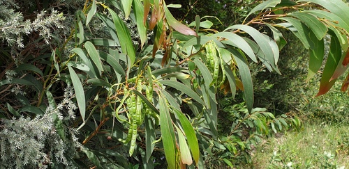 Acacia leiophylla (Coast Golden wattle) — photo