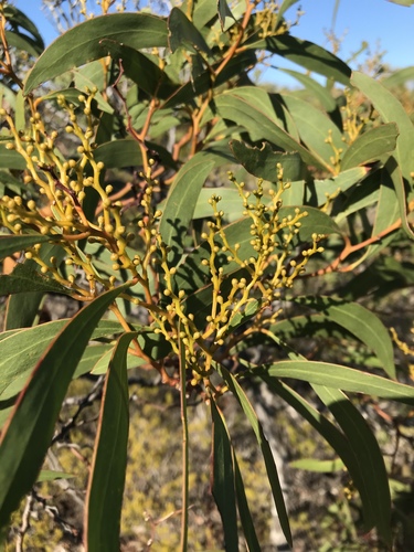 Acacia leiophylla (Coast Golden wattle) — photo