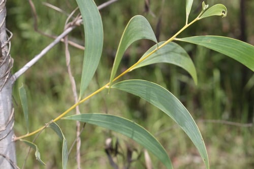 Acacia leptocarpa (North Coast Wattle) — photo