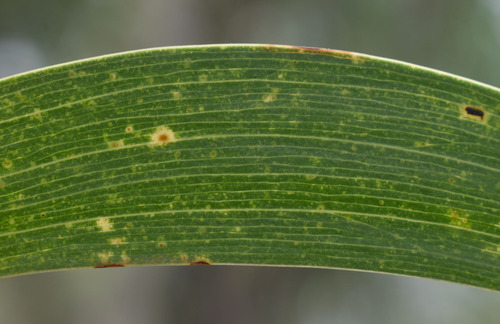 Acacia leptocarpa (North Coast Wattle) — photo
