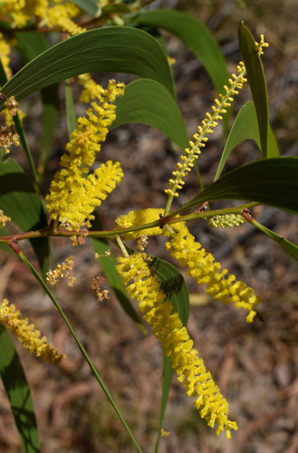 Acacia leptocarpa