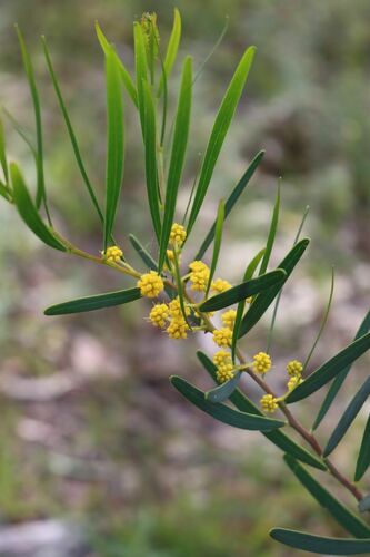 Acacia ligulata (Umbrella bush) — photo