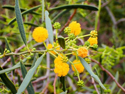 Acacia ligulata (Umbrella bush) — photo