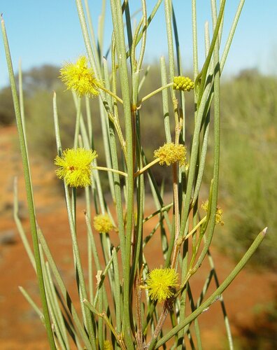 Acacia linophylla (Wanderry Mulga) — photo