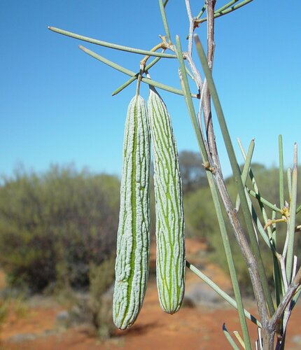 Acacia linophylla (Wanderry Mulga) — photo