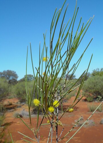 Acacia linophylla