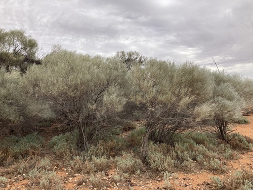 Acacia loderi (Nelia) — photo