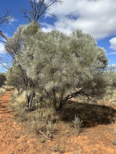 Acacia loderi