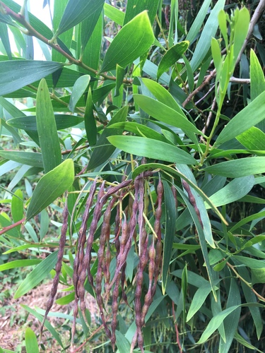 Acacia longifolia (Coast wattle) — photo