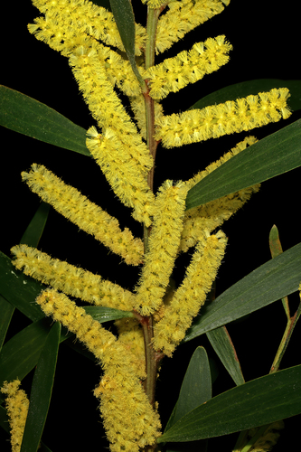 Acacia longifolia (Coast wattle) — photo
