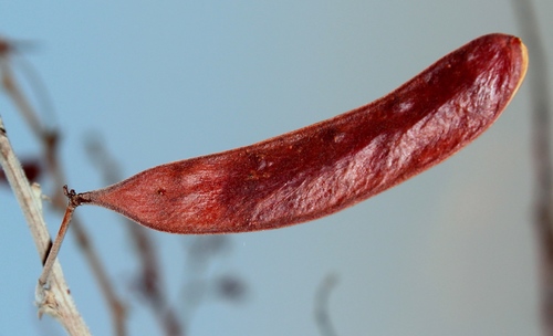 Acacia luederitzii var. retinens (Swollen-spined acacia) — photo
