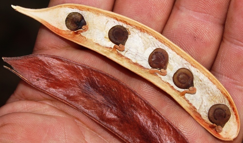 Acacia luederitzii var. retinens (Swollen-spined acacia) — photo