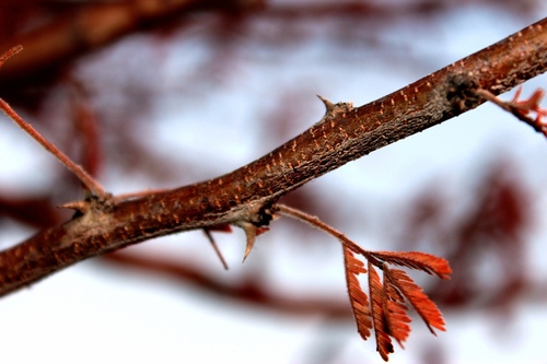 Acacia luederitzii var. retinens