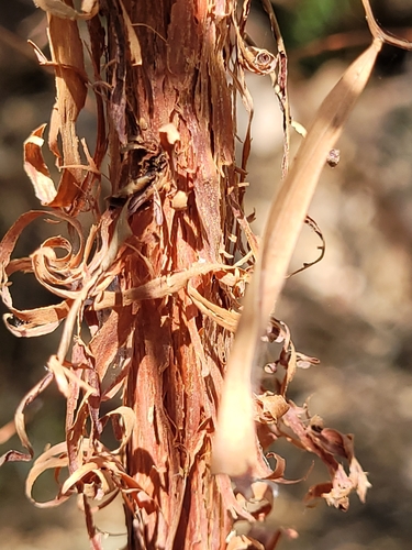 Acacia lysiphloia (Turpentine wattle) — photo