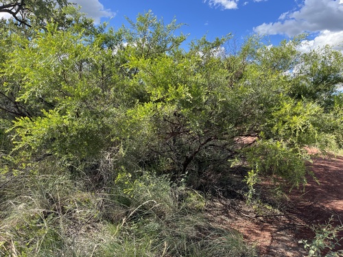 Acacia lysiphloia (Turpentine wattle) — photo