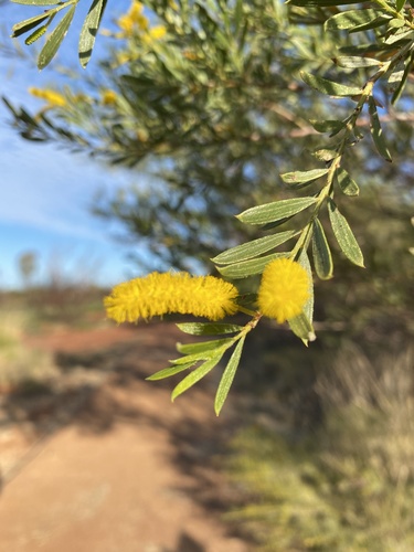 Acacia lysiphloia