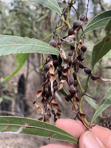 Acacia macradenia (Zig-zag wattle) — photo