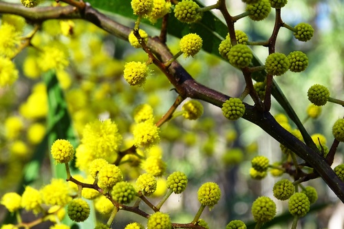 Acacia macradenia (Zig-zag wattle) — photo