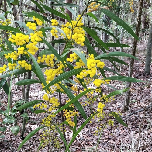 Acacia macradenia