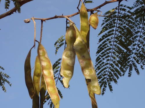 Acacia macrostachya — photo