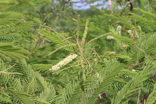 Acacia macrostachya
