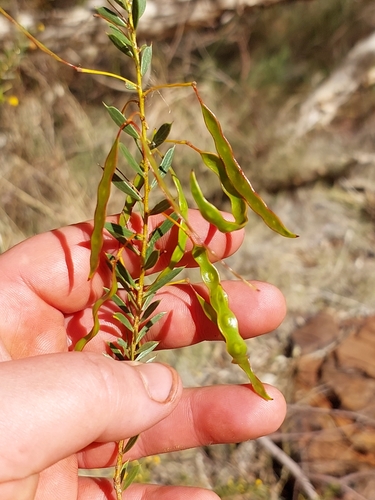 Acacia maitlandii (Maitland’s wattle) — photo