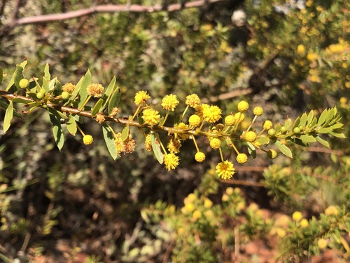 Acacia maitlandii (Maitland’s wattle) — photo